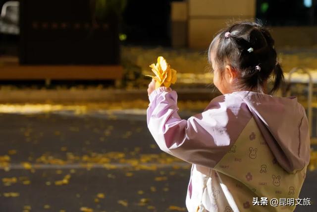 昆明冬日限定的金色浪漫，已加载完成！就藏在昆明这条街……