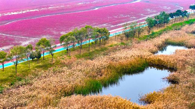 红石崖街道红海滩边上的这个地方秋色正浓，静美秘境竟然美成油画