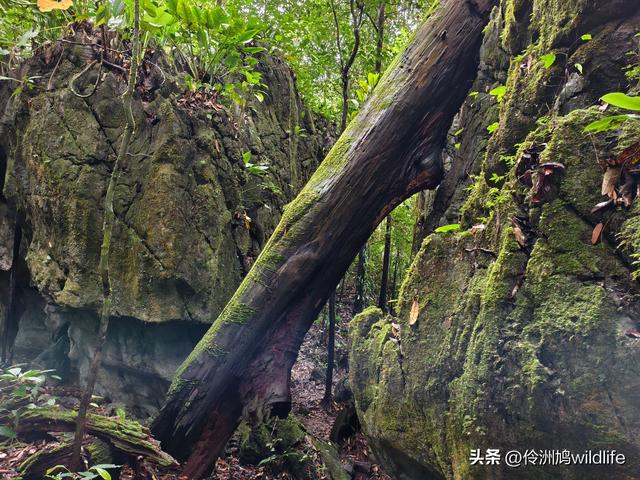 马来西亚(30)砂拉越州④姆鲁山徒步线路