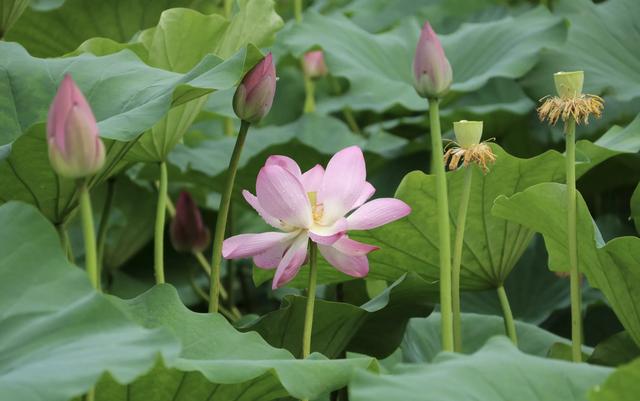 “清水出芙蓉，天然去雕饰” ：荷花朵朵开，“荷荷”又美美！