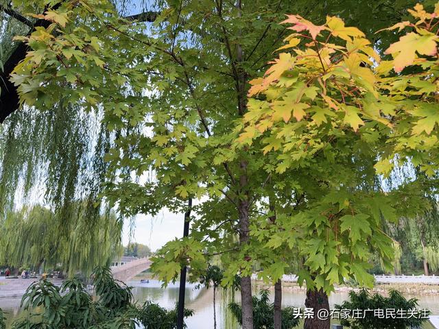 红叶知秋 赏景正当时石家庄公园广场红枫进入最佳观赏期