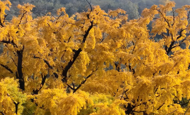 山东低调的4A景区，有棵4000年银杏树，被誉为“天下银杏第一树”