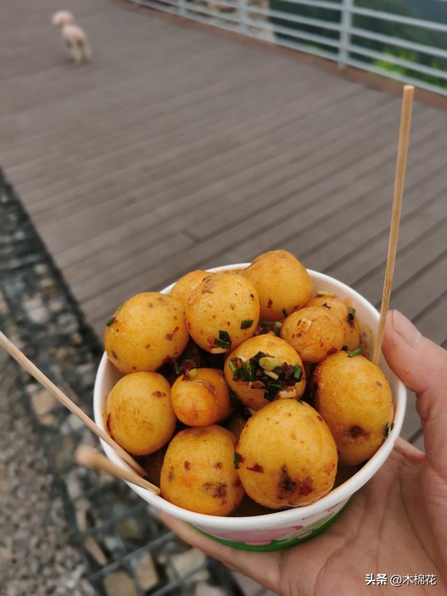 携宠出行第三天