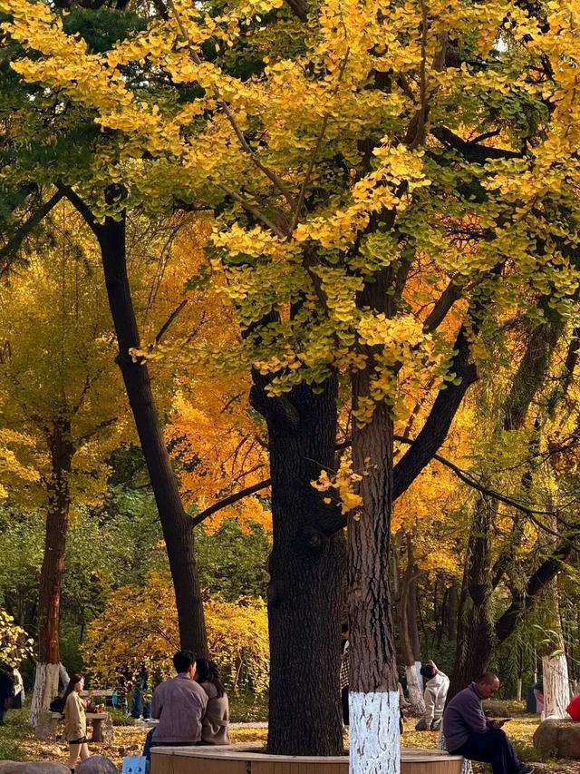 潍坊美景“告急”！这些地方错过等一年！