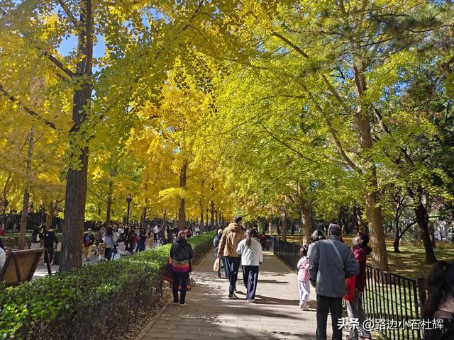 昔日皇家祭坛，今日大众踏秋——地坛秋日赏银杏