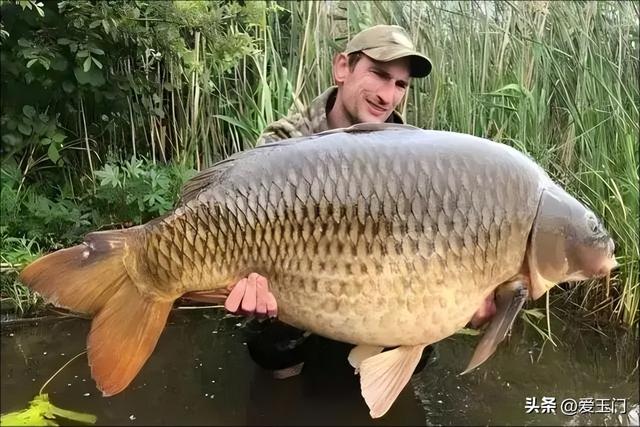 中国鲤鱼在美国“长成猪”，特朗普也坐不住了？真相更荒诞