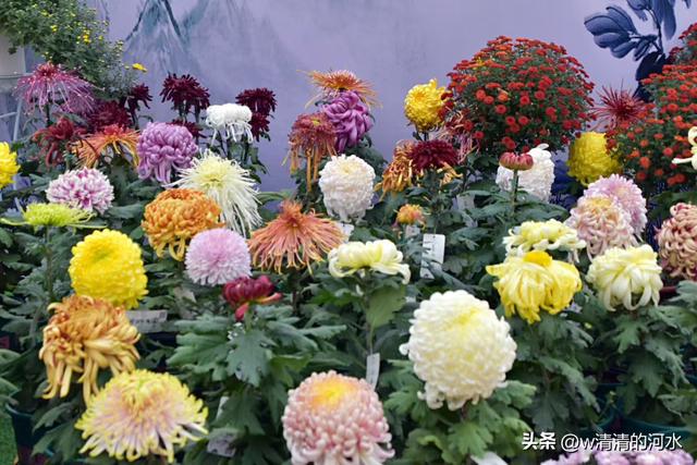 菊花是秋天里美丽的图画