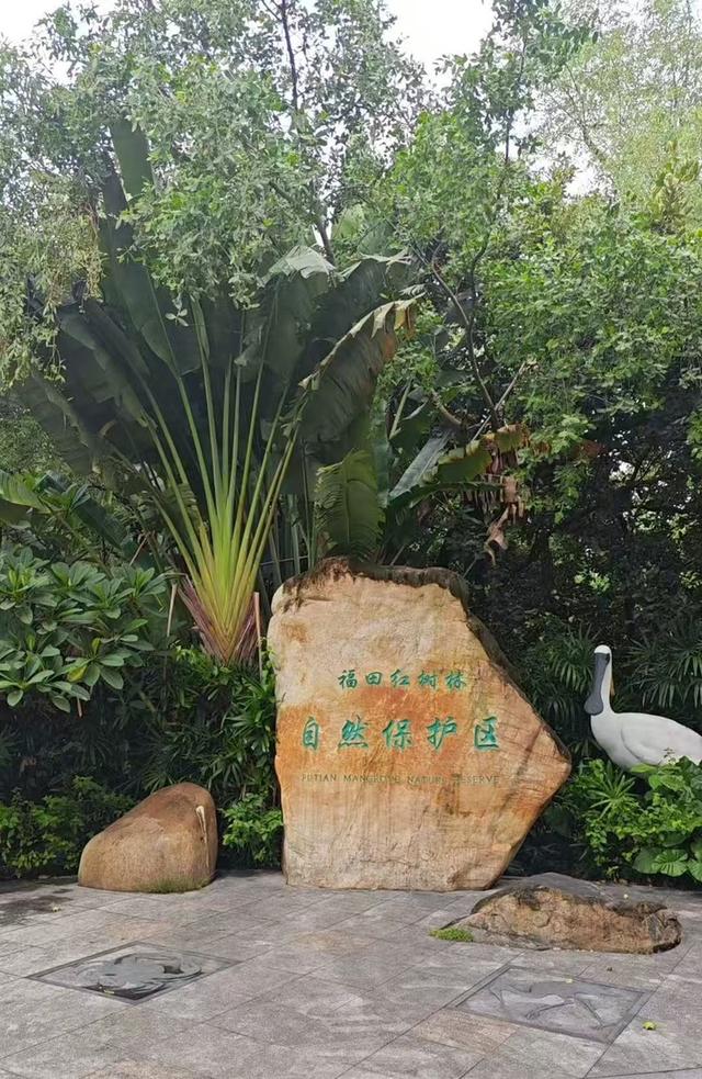 福田红树林自然保护区入口调整，最新交通指引速览！