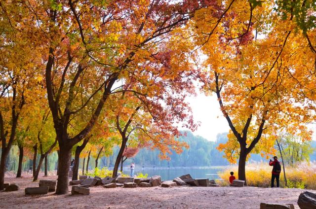 2025北京赏秋秘籍|避开人潮,独享紫禁城外的金色浪漫