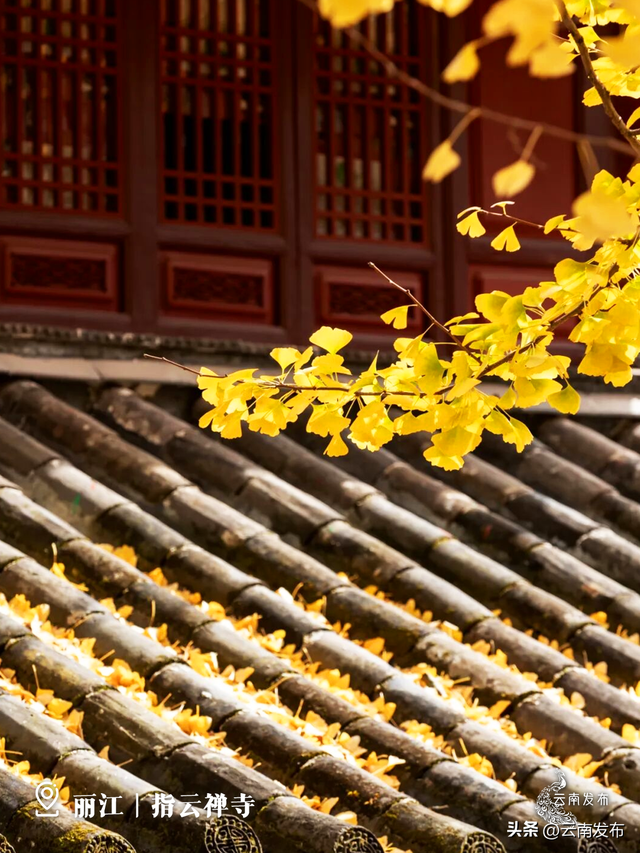 壁纸上新！云南银杏树集体换上绝美金装