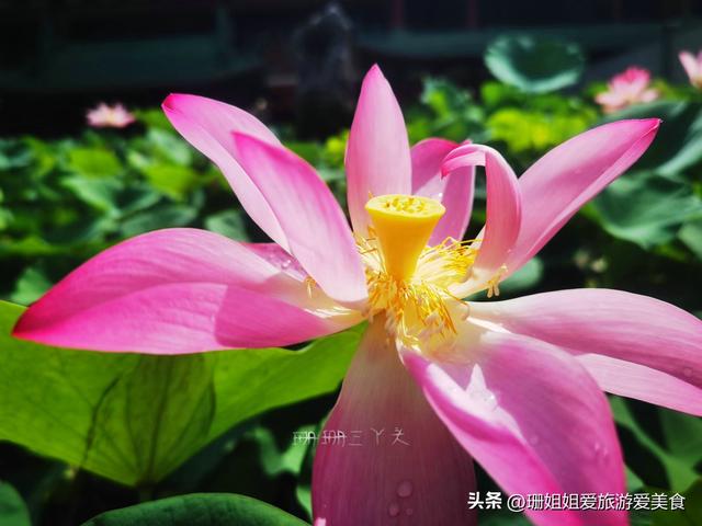 千年古莲能重开？广州海幢寺揭秘，一场跨越时空的花事！附攻略