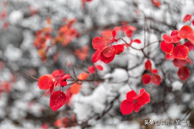 “白天立冬，秋衣过冬；晚上立冬，冻死老牛”，今年冬天冷不冷？