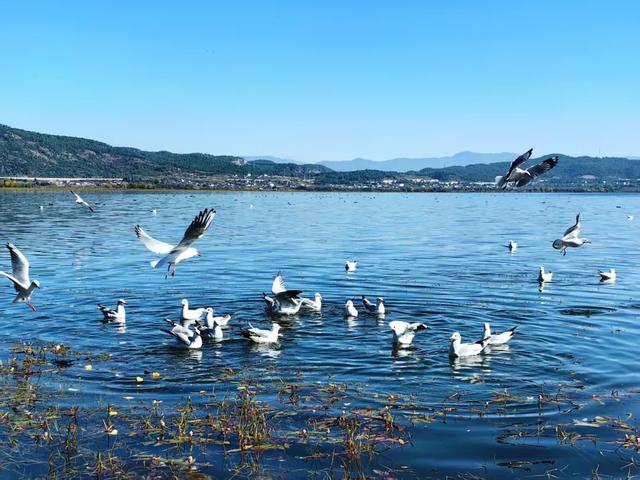 海鸥来了!丽江拉市海藏着冬天最治愈的邂逅