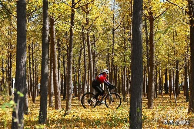 千亩银杏“披金”迎客来