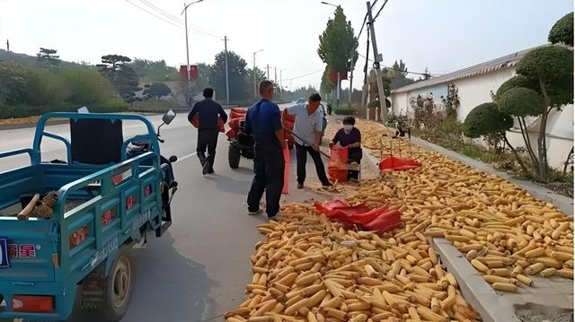公路晒粮食图鉴！石头拦钉板放碎玻璃片！“死神来了”在乡村重演
