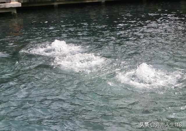 夏日炎炎，泉城戏水，不辞长作济南人