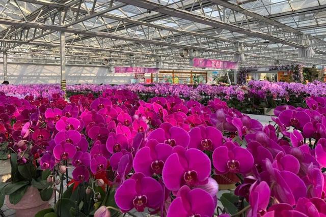 来逛超大冬日花果游园会，2026北京兰花文化嘉年华在昌平开幕 | 动态