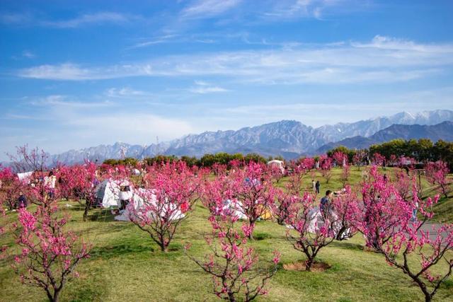 航小天带你看长安 | 唐村首批梅花悄然绽放