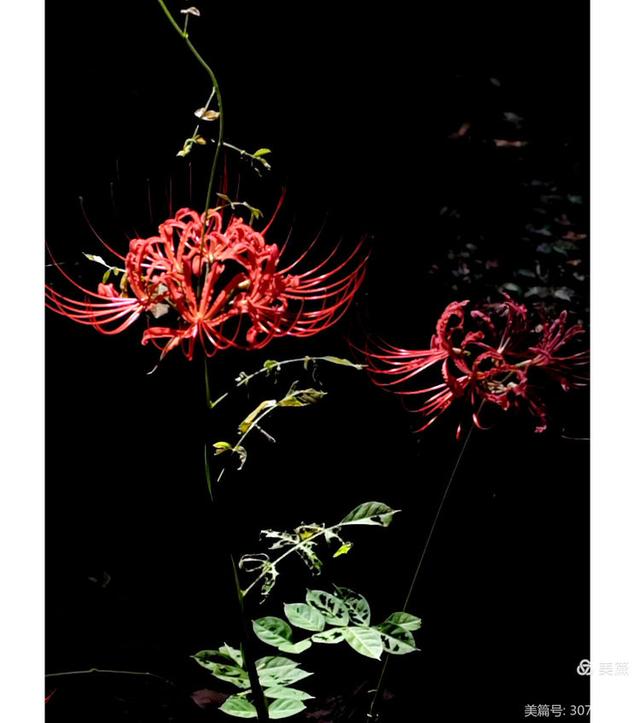 游西湖：杭州植物园之石蒜花展