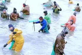 每年都让山东人冒险打捞，市场价上百一斤！海肠到底有什么魔力？图片