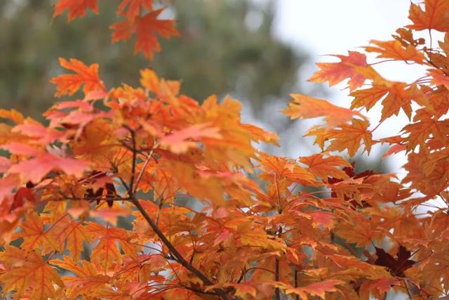 “枫”景正好！开封最美秋色已上线！