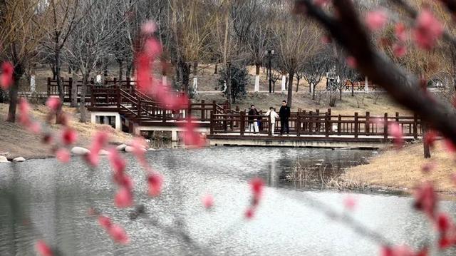 淮阳森林公园 · 梅园——花开正浓，香气四溢
