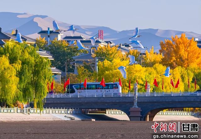 金秋敦煌党河风情线白鹭翩跹