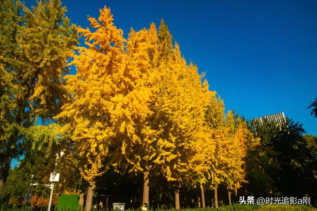 这么近那么美，银杏里的河北最美！