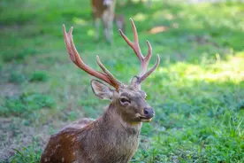 拉帮套的男人——（16）猎守梅花鹿图片