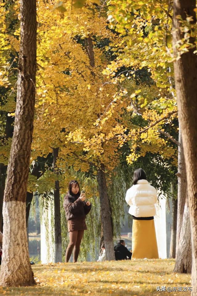 东坡银杏已“上分” ！快来拍