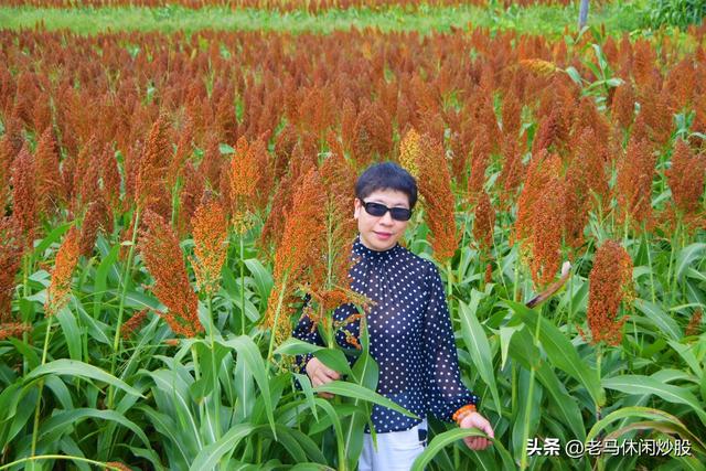 五方村的高粱红了，正是拍照打卡时