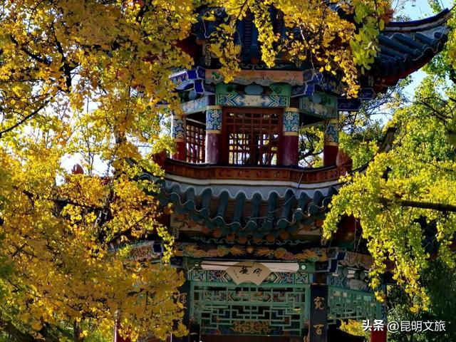 美爆！美爆！超全攻略！超出片！🤳昆明银杏黄金倒计时，抓紧时间冲~