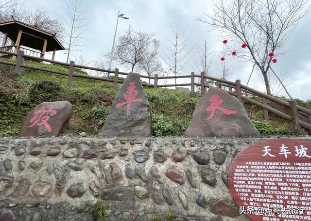 成都真正的“小林芝”盛景，被严重低估，漫山梅花，美到震撼！