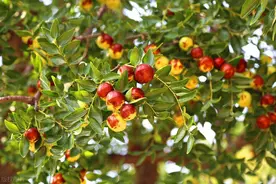 我家枣树枝子伸到邻居家，每年结两篮子大红枣，都送给邻居吃图片