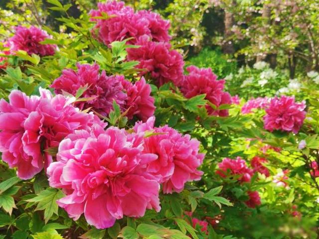 来洛阳必点的“6大美食	”	，都是“洛菜之魂”，你吃过几道？