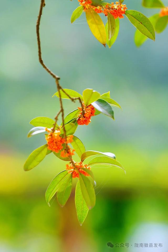 徽县：被桂花签收的秋天