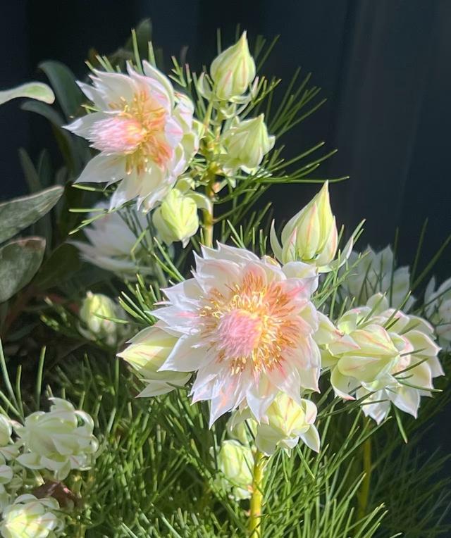 新晋“网红”植物—新娘花，美如其名，冬春两季绽放，阳台也能养