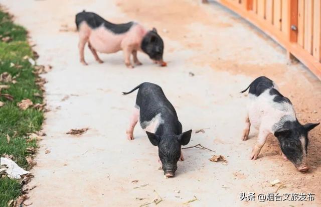 【乐游烟台】新晋遛娃地，烟台这家自然乐园超好玩