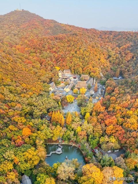 南京此地的秋意拉满了，不是栖霞山！