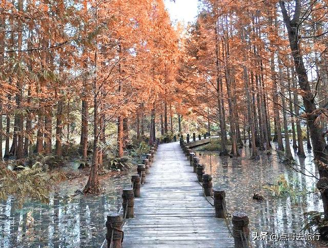 成都旅游真厉害，水杉红又被国际“种草”，这5处超级壮观！