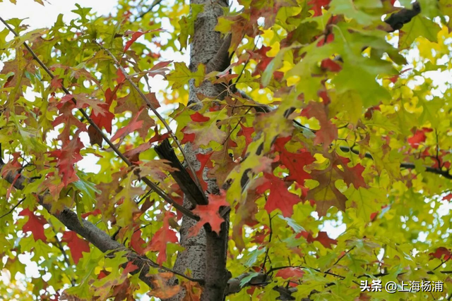 杨浦“赏秋地图”来啦！拿好→出发！