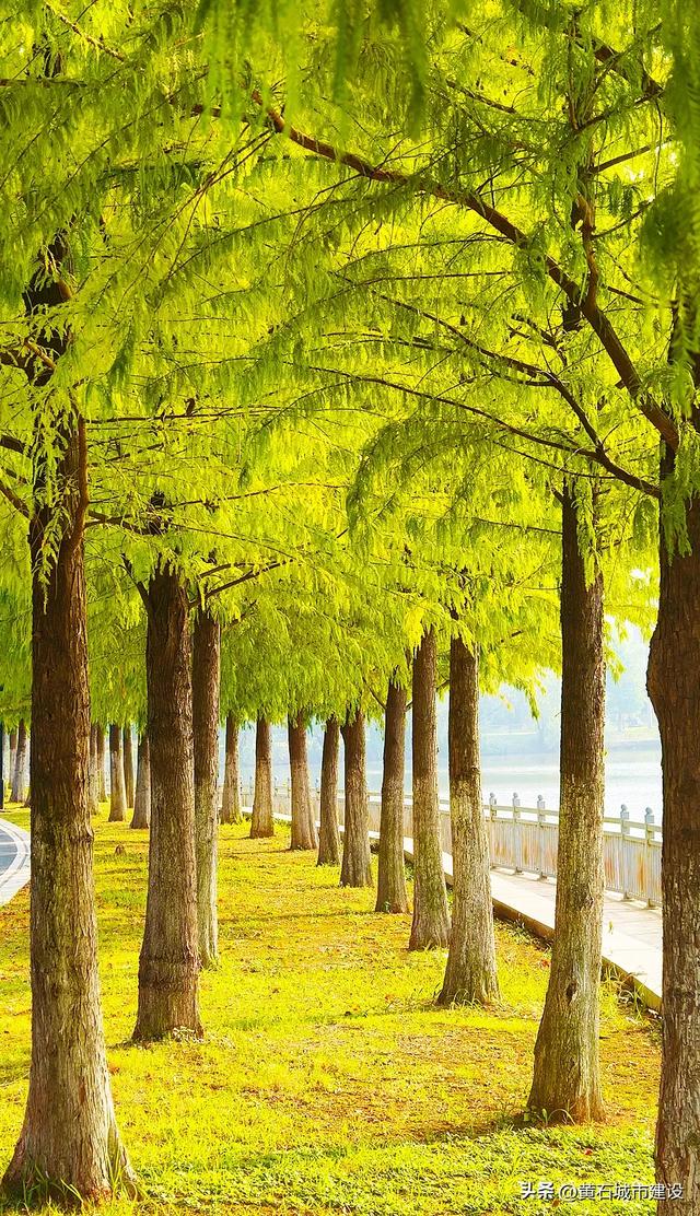 此刻 黄石下起黄金雨！