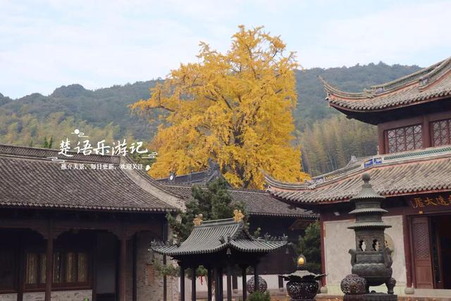 浙江宁波这座山巅古寺的银杏火了，红枫与水杉林也很美，堪比油画