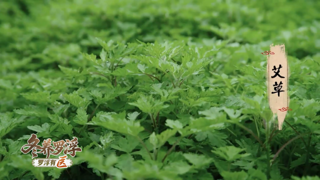 “冬养罗浮”康养品牌发布！在引领区过冬是怎样一种体验？