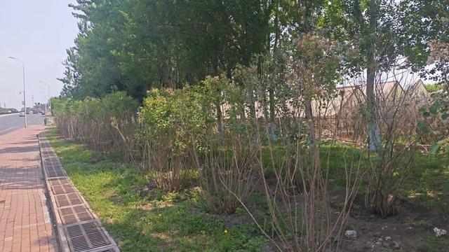 哈市香坊区持续提升“鸟语花香”绿色生态体验