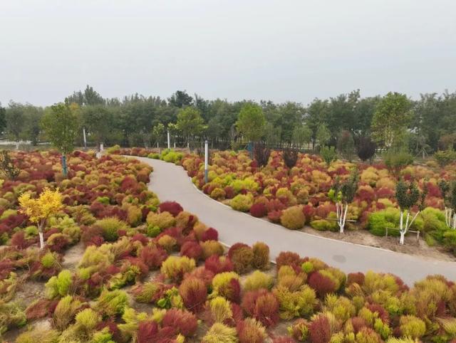 如梦如幻！生态城惊现秋季最美打卡地