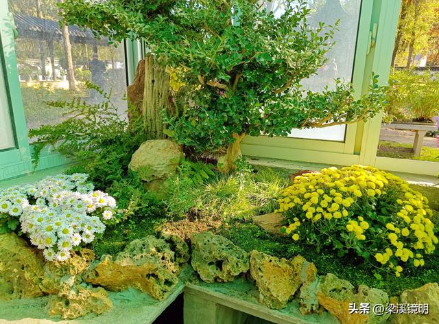 “中山秋韵，菊映盛世”，赏菊南京中山植物园（下）