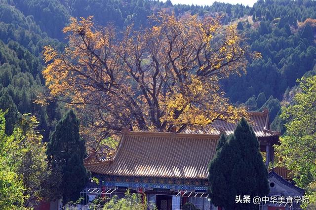 淌豆寺：怪怪的名字，孤傲的千年银杏