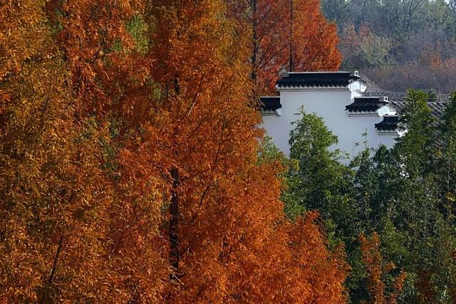 发现丰台之美 | 秋末冬初 落叶静美🧡