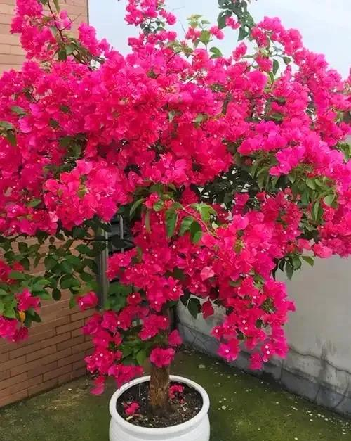 阳台院子必种！这10种花堪称传家宝＂，栽1回年年爆花